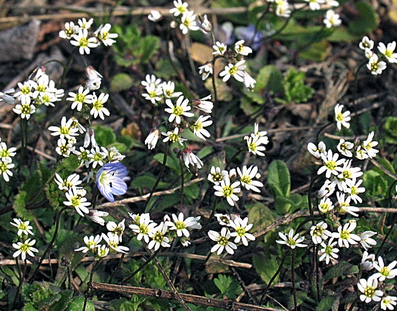 Erophila verna (L.) Chevall. (c) subsp. praecox (Steven) P.